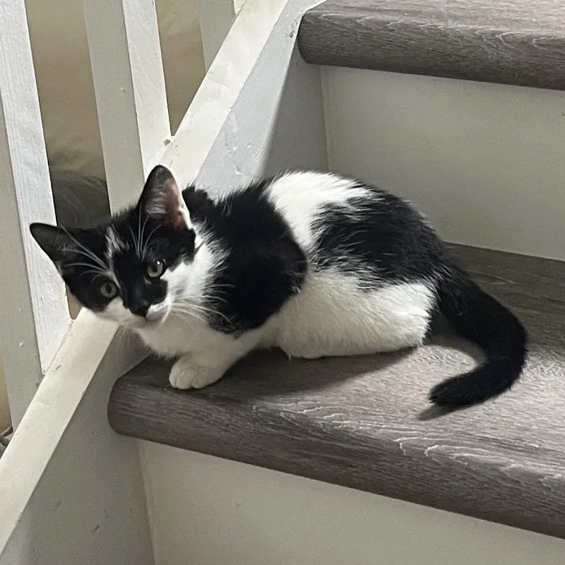 Moon Pie thumbnail 3