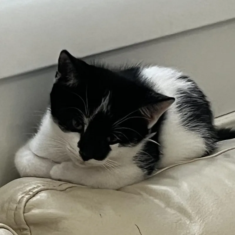 Moon Pie thumbnail 4