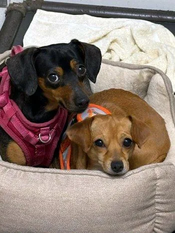 A young small-sized female Yellow / Tan / Blond / Fawn Chihuahua dog named Chloe for adoption in Bedford Hills, NY