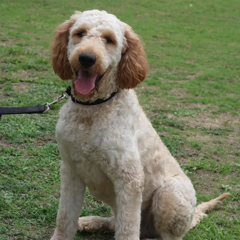 A young large-sized male Apricot / Beige Goldendoodle dog named Goose  TRAINED DOG for adoption in Miami, FL