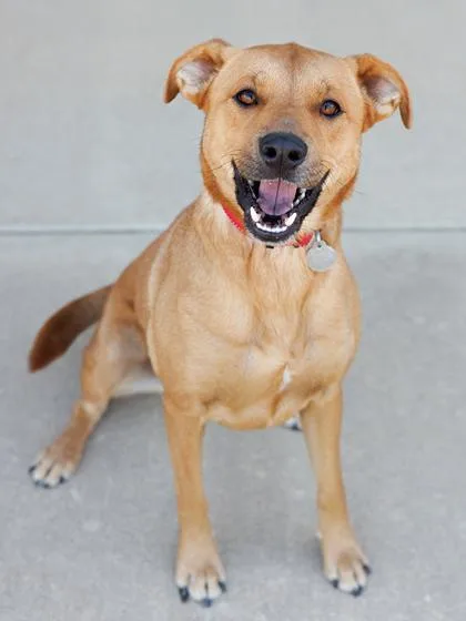 An adult medium-sized female Mixed Breed dog named Jade for adoption in Longmont, CO