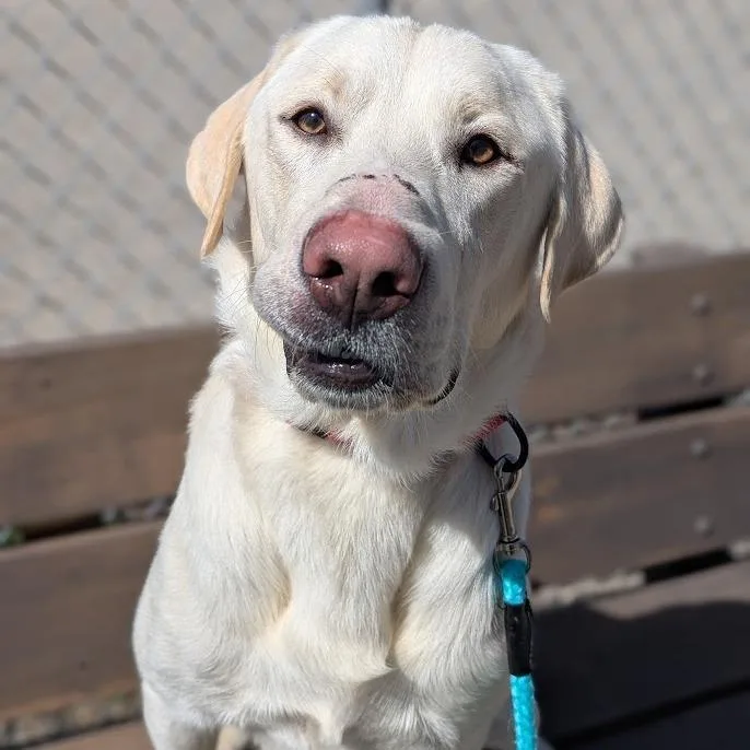 An adult large-sized male Yellow / Tan / Blond / Fawn Mixed Breed dog named Butters for adoption in West Olive, MI