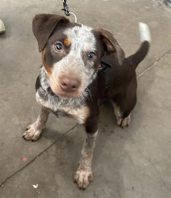 A young medium-sized female Mixed Breed dog named Miracle for adoption in Dallas, TX