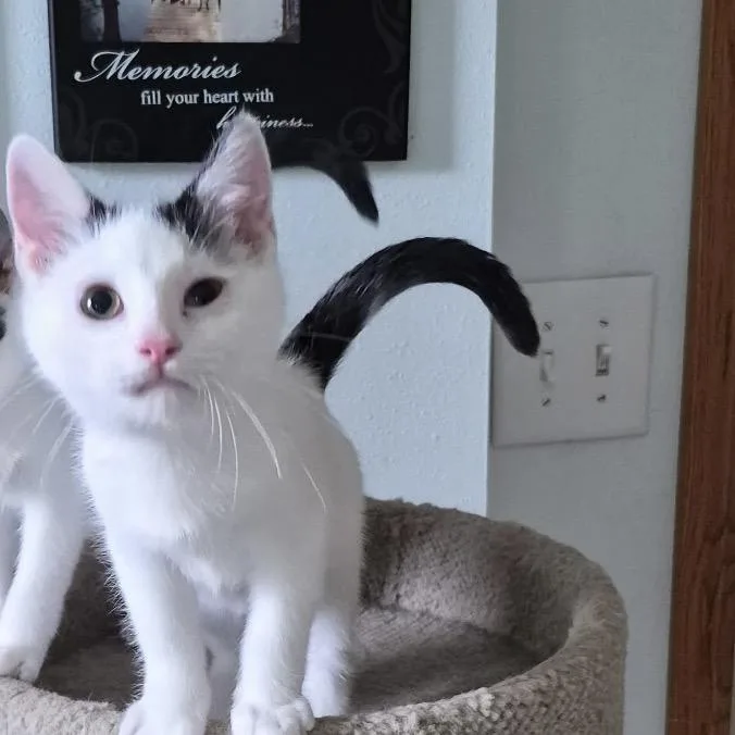 A baby small-sized male Domestic Short Hair cat named Clyde for adoption in Blair, WI