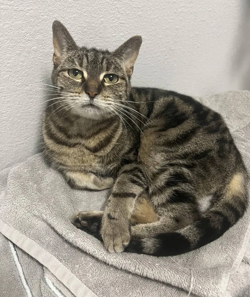 A senior medium-sized female Tabby (Gray / Blue / Silver) Domestic Short Hair cat named Zoey for adoption in Toledo, OH