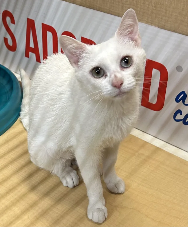 A young medium-sized female White Domestic Short Hair cat named Dove for adoption in Springfield, PA