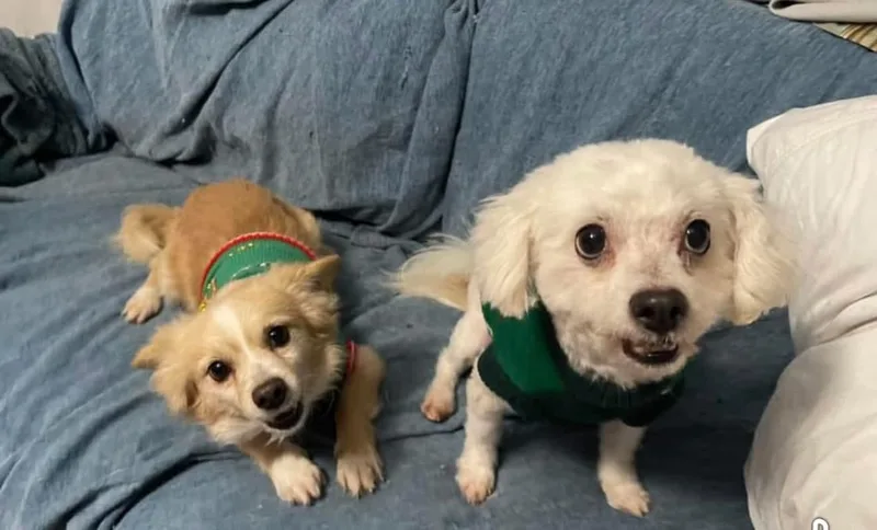 A senior small-sized male White / Cream Miniature Poodle dog named Jerry for adoption in Bryan, TX