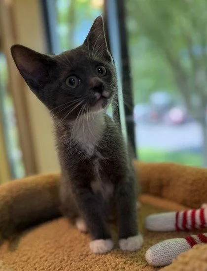 A young small-sized male Gray & White Domestic Short Hair cat named Littlefoot for adoption in Midland, VA