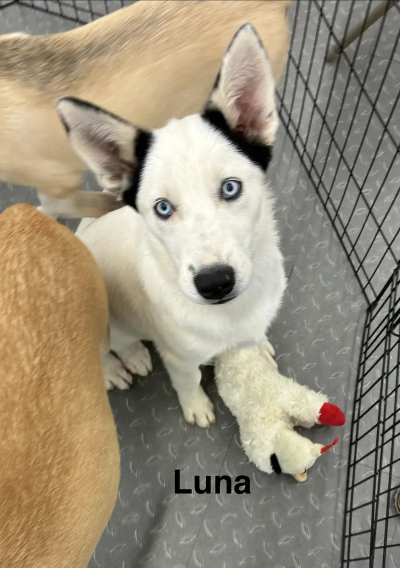 Luna thumbnail 4