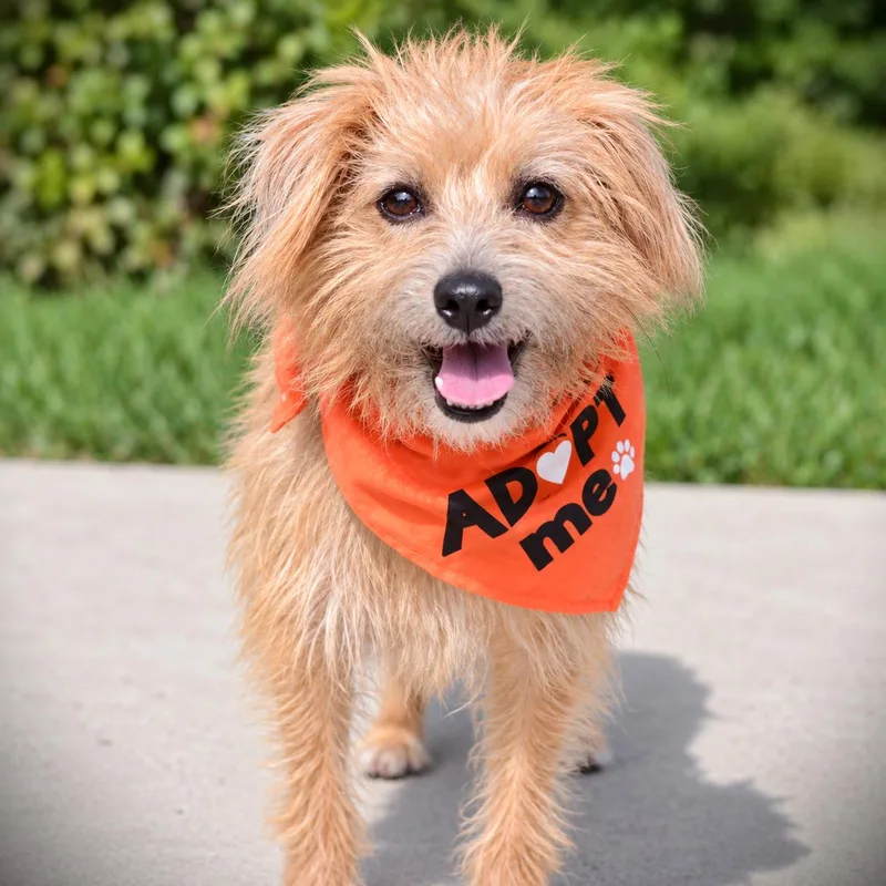 An adult small-sized female Terrier dog named Trudy for adoption in Amsterdam, NY