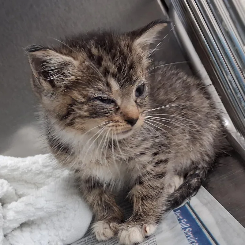 A baby small-sized female Domestic Short Hair cat named Thanie for adoption in Auburn, AL