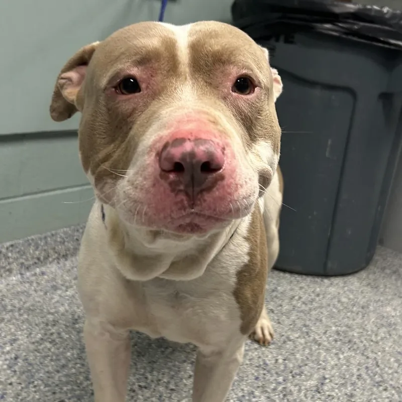 An adult large-sized male White / Cream American Staffordshire Terrier dog named Goucho for adoption in Greenville, SC