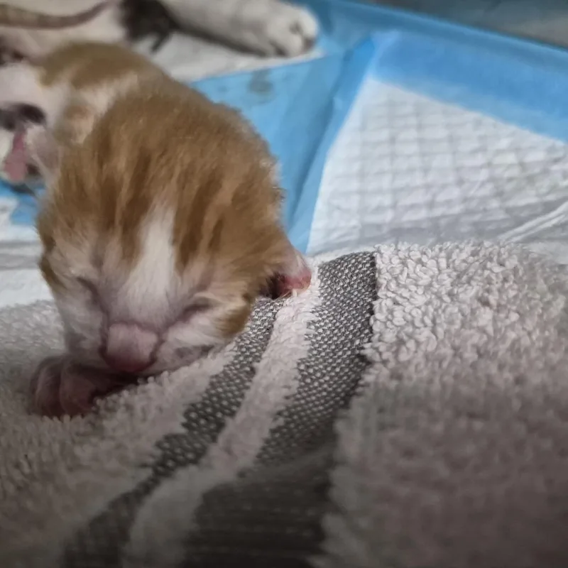 A baby small-sized male Orange / Red Domestic Short Hair cat named Gus for adoption in Ardmore, OK