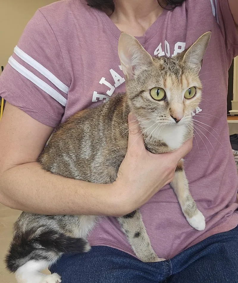 An adult medium-sized female Domestic Short Hair cat named Janie for adoption in Dickson, TN