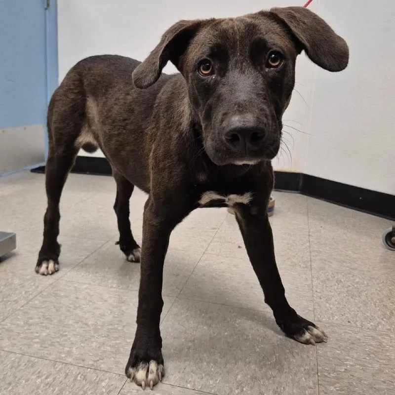 A young medium-sized female Brown / Chocolate Labrador Retriever dog named Rosalita for adoption in Bastrop, TX