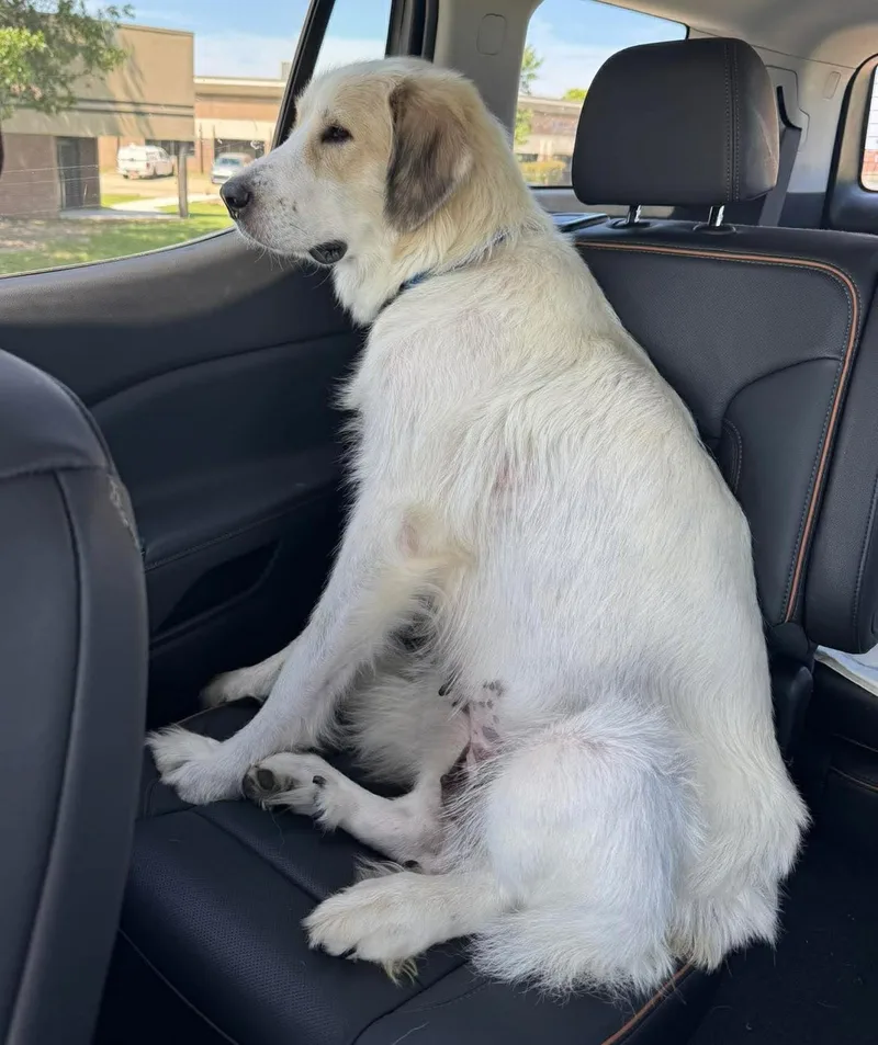 A young large-sized female White / Cream Great Pyrenees dog named Aliza for adoption in Kiowa, OK