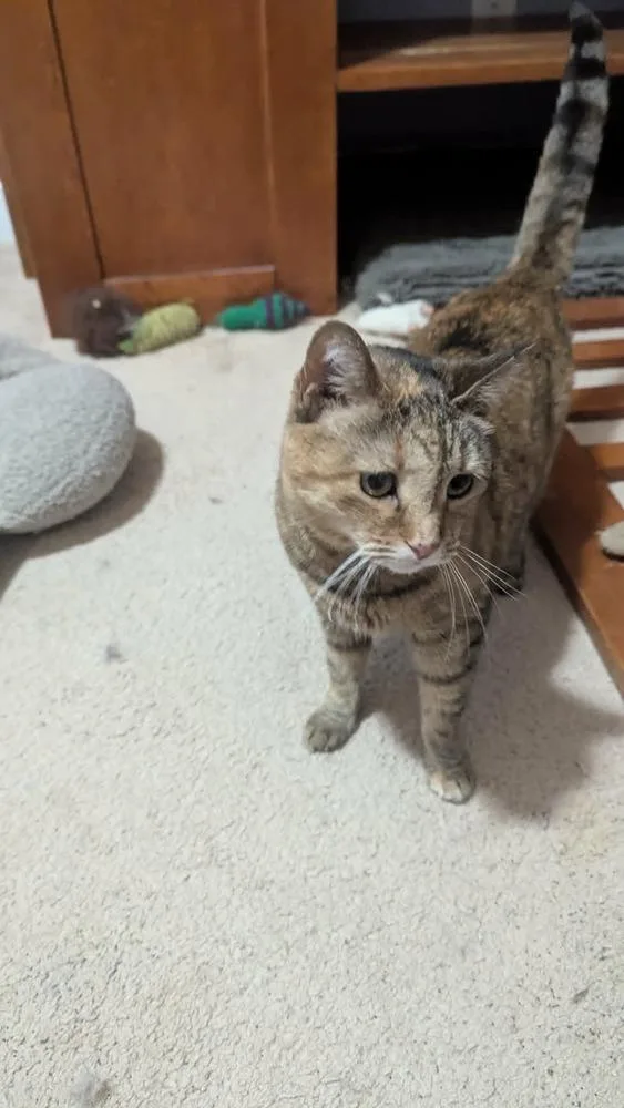 A senior medium-sized female Domestic Short Hair cat named Barbie Jr for adoption in Greenville, SC