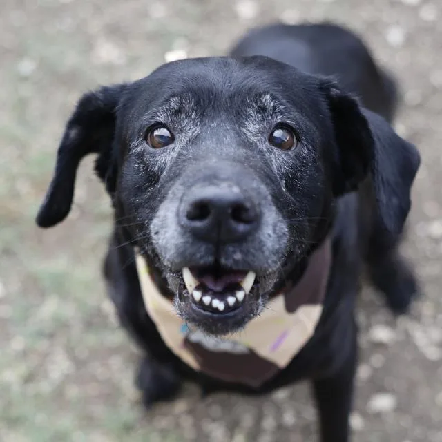 A senior large-sized female Labrador Retriever dog named Maya for adoption in San Antonio, TX