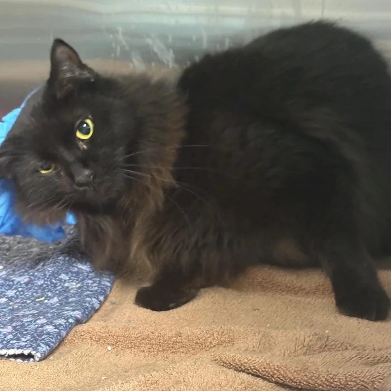 An adult medium-sized male Black Domestic Short Hair cat named Ben for adoption in East Hanover, NJ