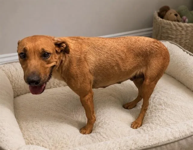 A young large-sized female Labrador Retriever dog named Oblina for adoption in Lancaster, CA