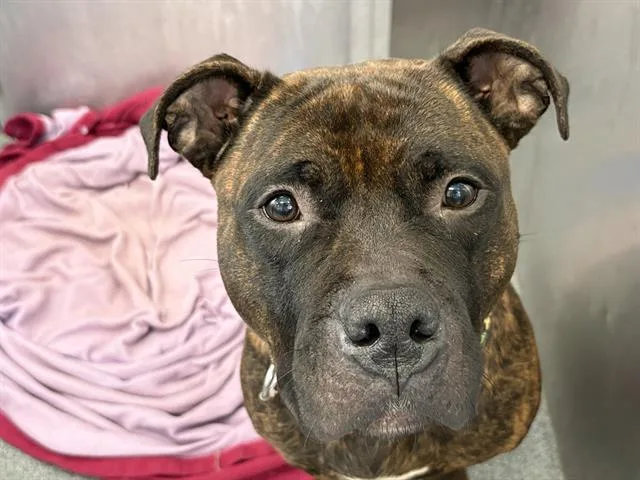 An adult medium-sized female Mixed Breed dog named Bella for adoption in Dallas, TX