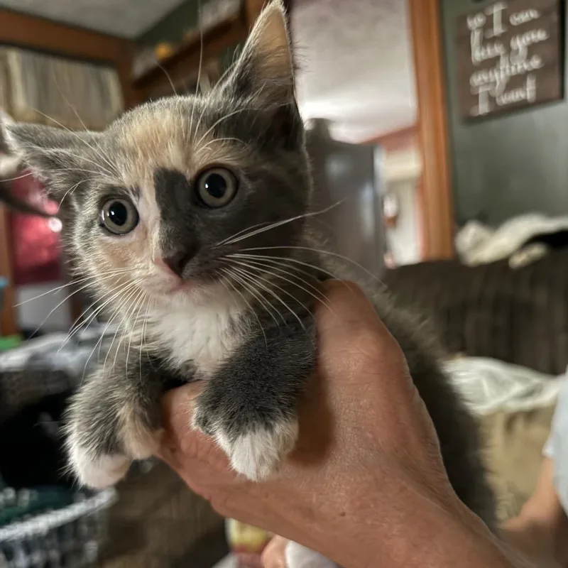 A baby small-sized female Calico Domestic Short Hair cat named Polly for adoption in Lancaster, OH