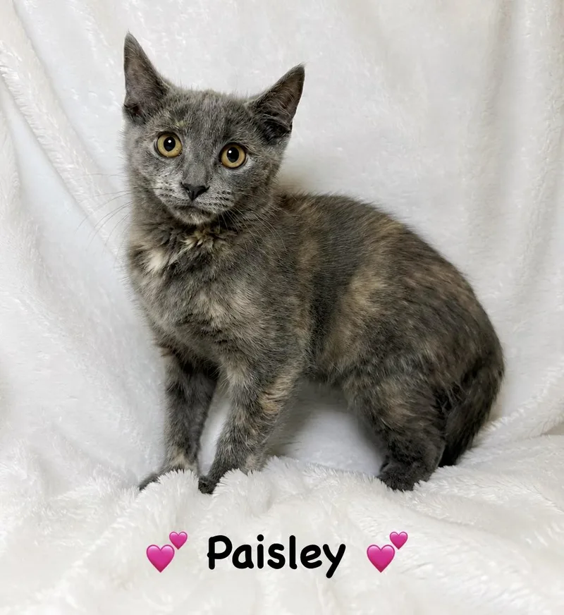 A baby medium-sized female Dilute Tortoiseshell Tortoiseshell cat named Paisley for adoption in Copley, OH