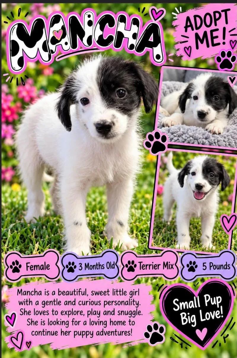 A baby small-sized female Black Terrier dog named Mancha for adoption in San Tan Valley, AZ