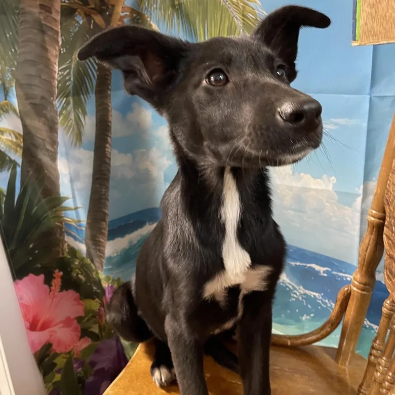 A baby small-sized female Black Border Collie dog named Normande for adoption in Eureka Springs, AR