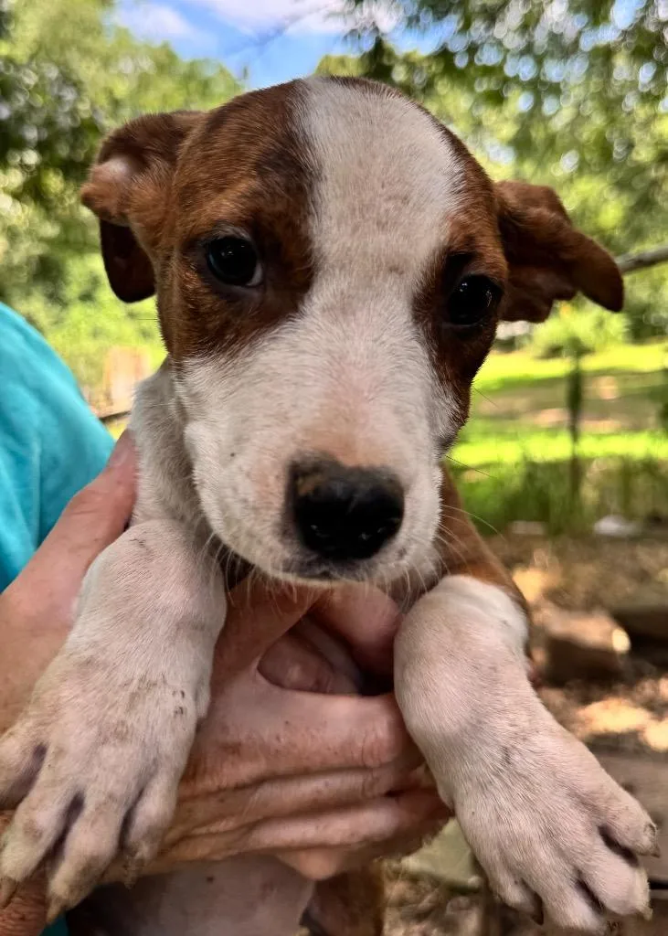 A baby large-sized male Pit Bull Terrier dog named Sketch for adoption in Little Rock, AR