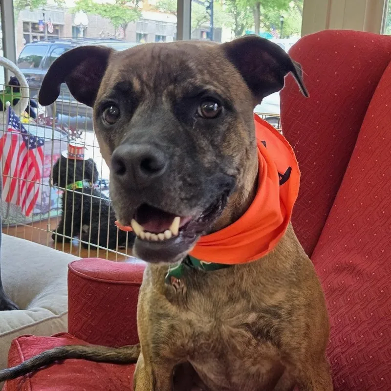 An adult medium-sized male Brindle Mixed Breed dog named Rocket for adoption in Shelby, NC