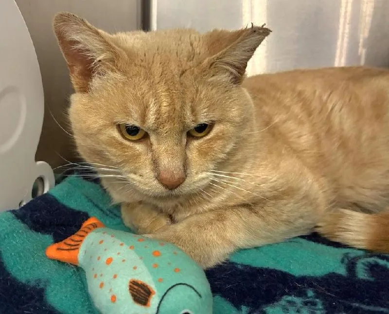 Captain Gingerbread thumbnail 2