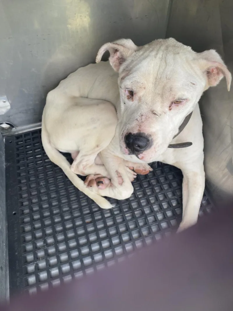 An adult large-sized male Mixed Breed dog named Shiloh for adoption in Dallas, TX