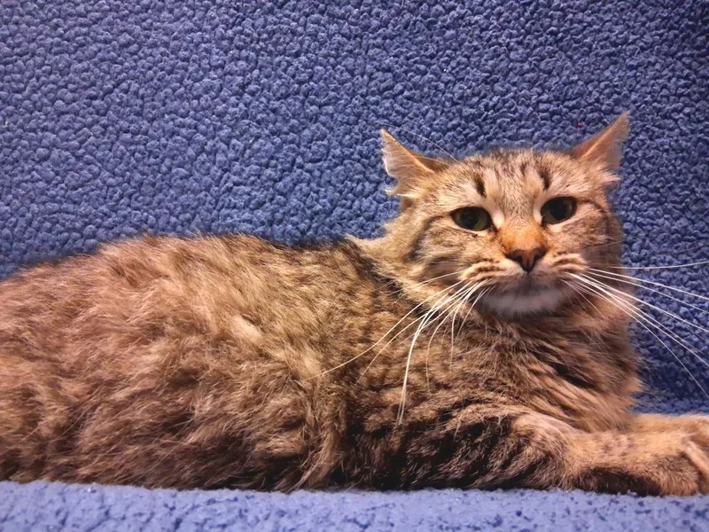 A young medium-sized female Domestic Short Hair cat named Yella for adoption in Wintersville, OH