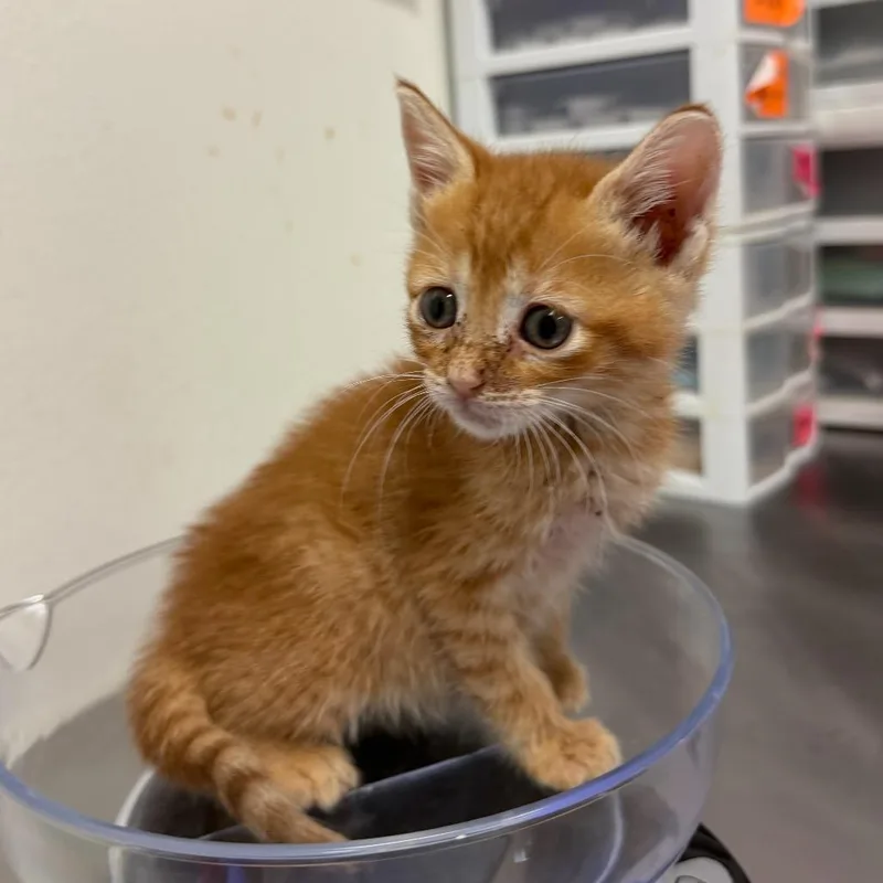 A baby small-sized male Orange / Red Domestic Short Hair cat named Zeylo Z for adoption in Edinburg, TX