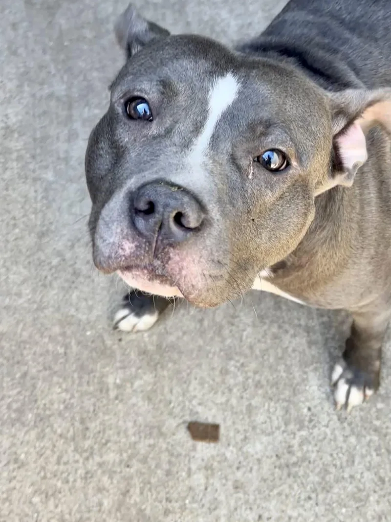 An adult medium-sized female Gray / Blue / Silver Pit Bull Terrier dog named Gloria for adoption in Chicago, IL