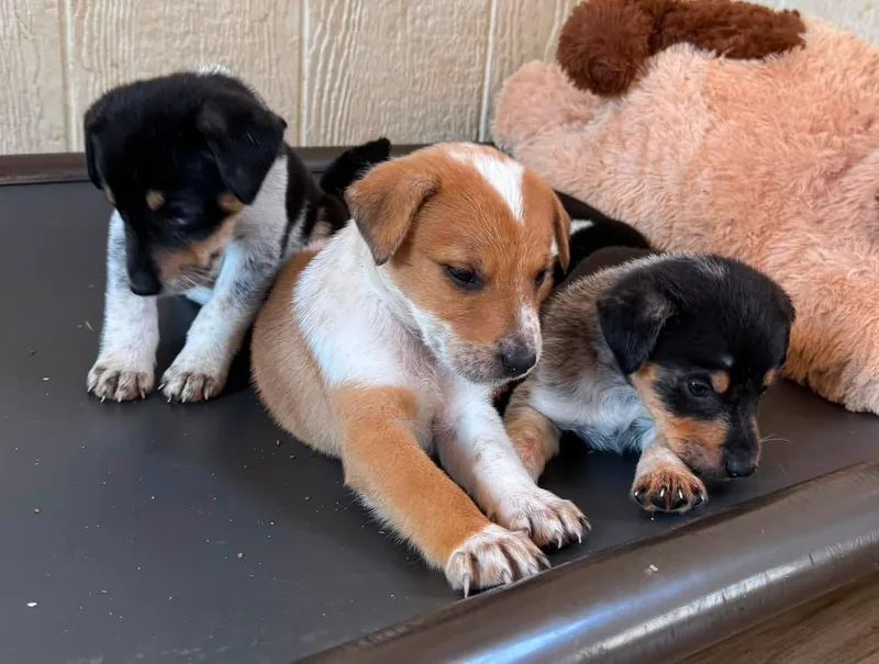 A baby medium-sized male Australian Cattle Dog / Blue Heeler dog named Cosmo for adoption in Southlake, TX