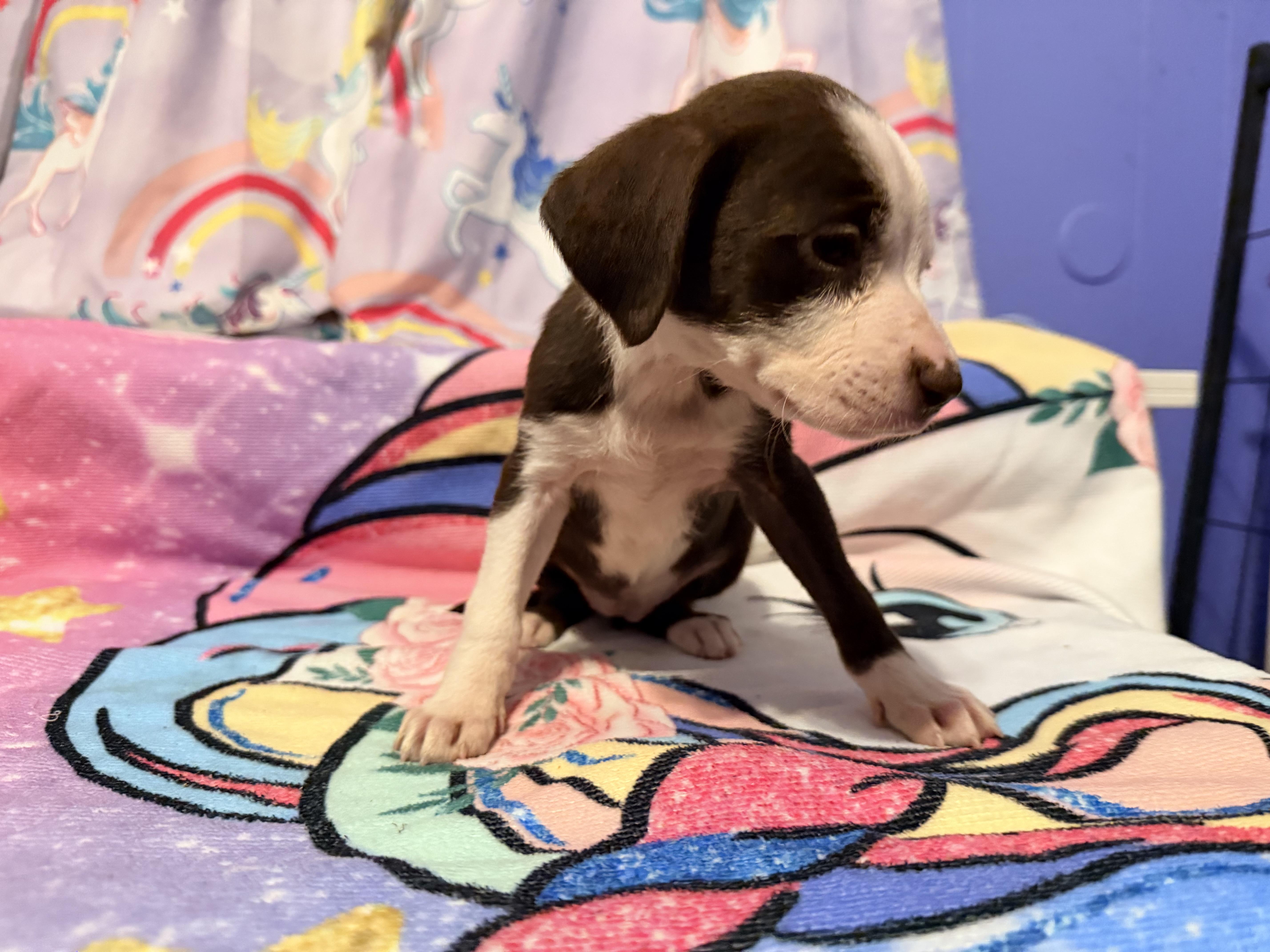 Honey 🍯 thumbnail 3