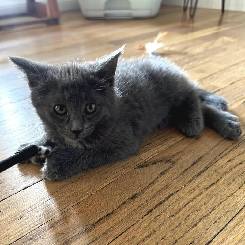 A baby small-sized female Gray / Blue / Silver Domestic Short Hair cat named Soji for adoption in Long Beach, CA