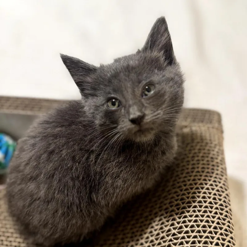 Soji thumbnail 4