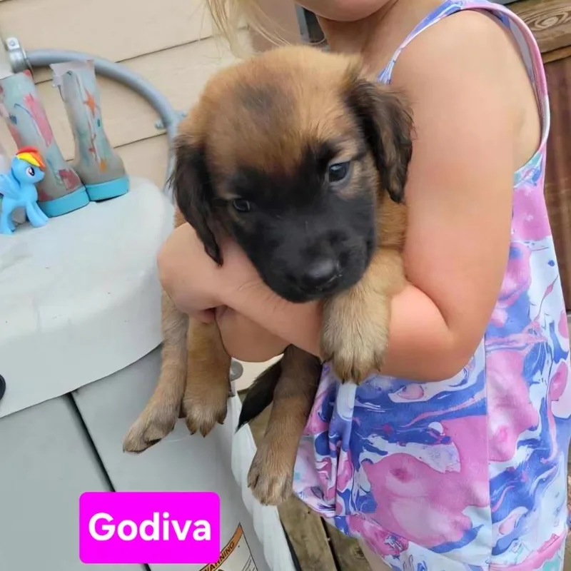 Godiva thumbnail 3