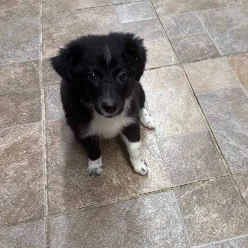 A baby small-sized male Black Border Collie dog named Black And White Male for adoption in Homer, NY