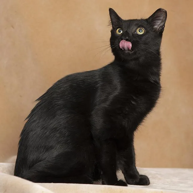 A baby medium-sized male Black Domestic Short Hair cat named Duet for adoption in Chicago, IL