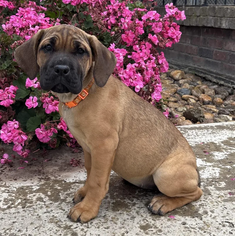A baby small-sized female Red / Chestnut / Orange Cane Corso dog named Mimi for adoption in Lathrop, CA