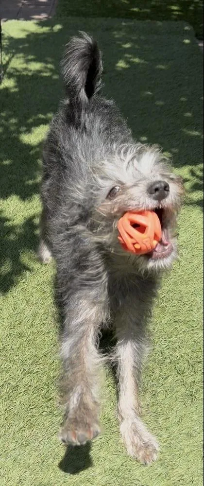 A baby small-sized female Yellow / Tan / Blond / Fawn Mixed Breed dog named Shelly for adoption in San Diego, CA