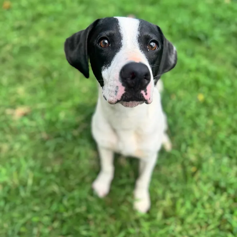 A young medium-sized male Black Mixed Breed dog named Dale for adoption in Brownsboro, AL