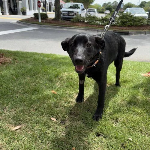 A baby medium-sized female Black Labrador Retriever dog named Starla for adoption in Sanford, NC