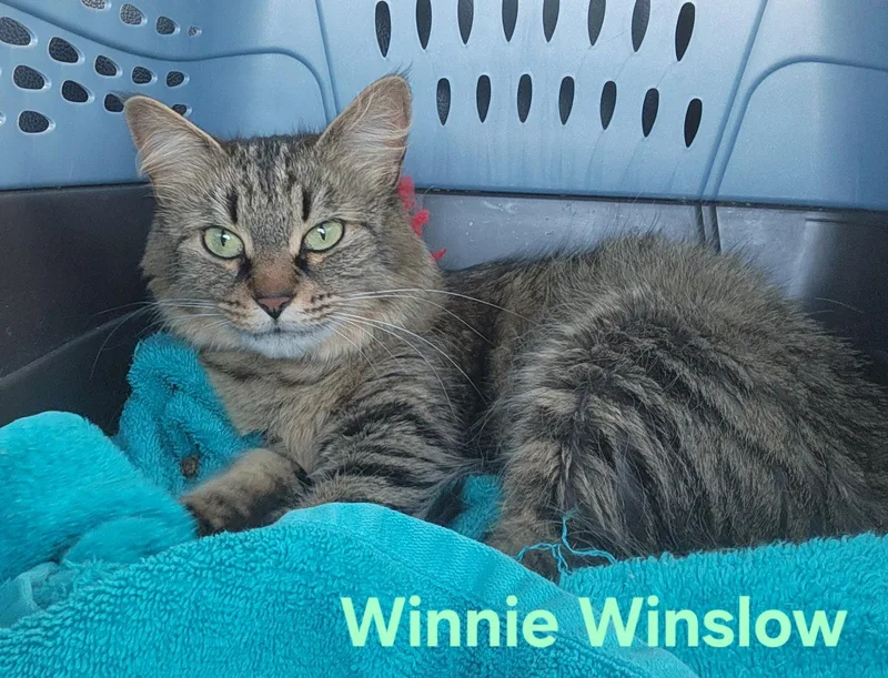 An adult small-sized female Domestic Short Hair cat named Winnie Winslow for adoption in Longwood, FL