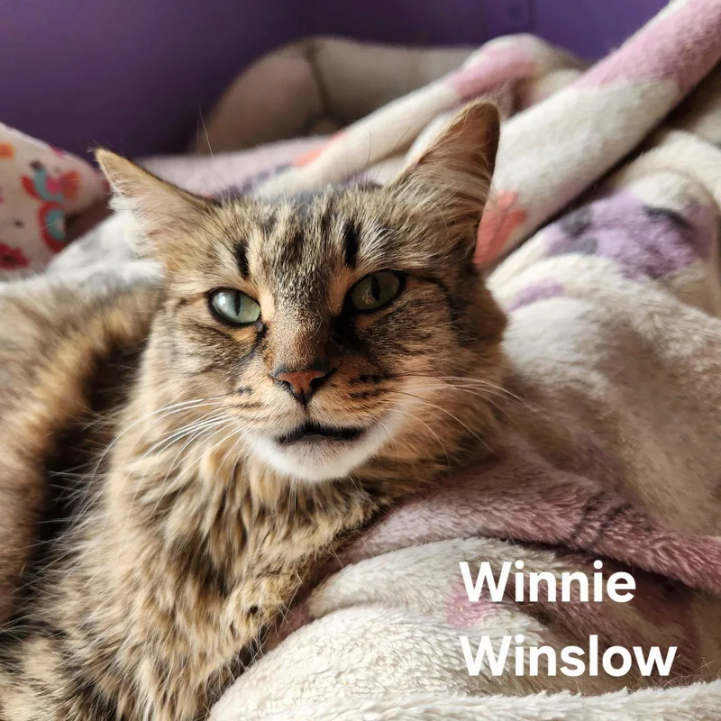 Winnie Winslow thumbnail 2
