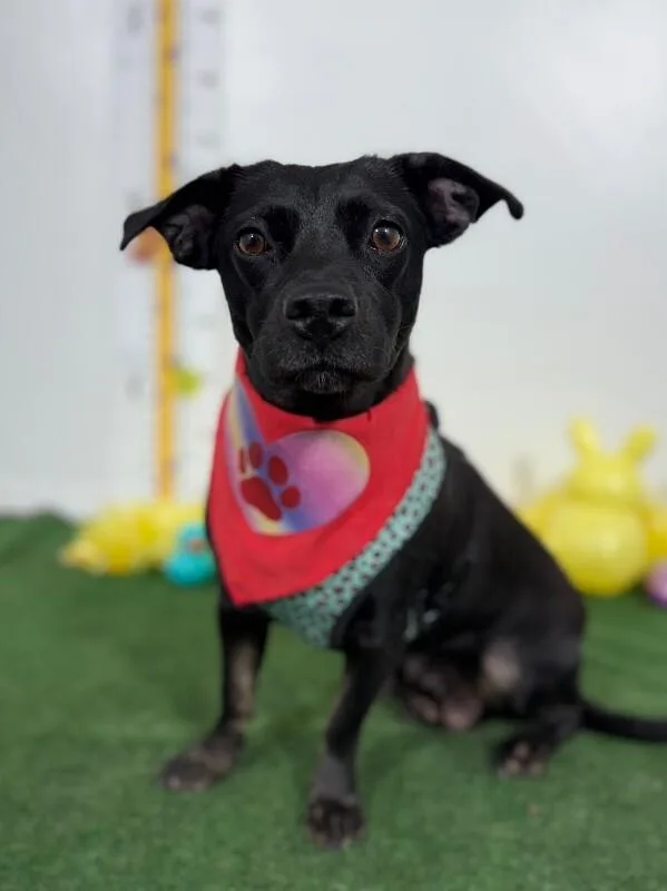 An adult medium-sized female Black Corgi dog named Kacey for adoption in Carlsbad, CA